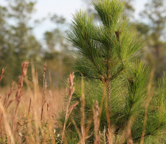 photo of young pine tree