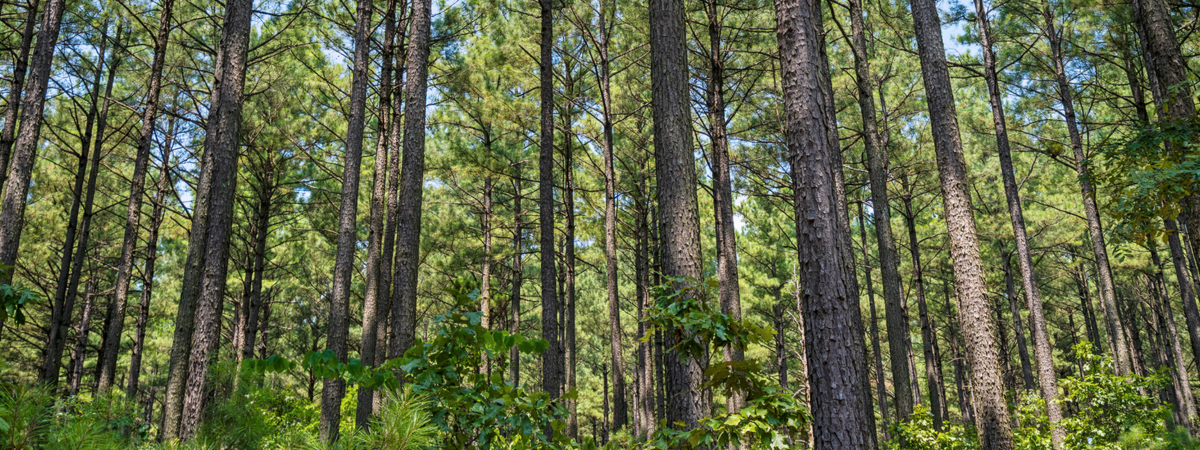 arkansas timberland floor