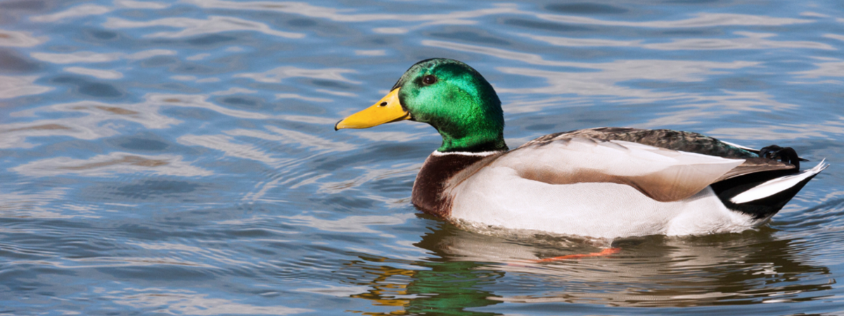 a greenhead mallard duck wading through water in arkansas