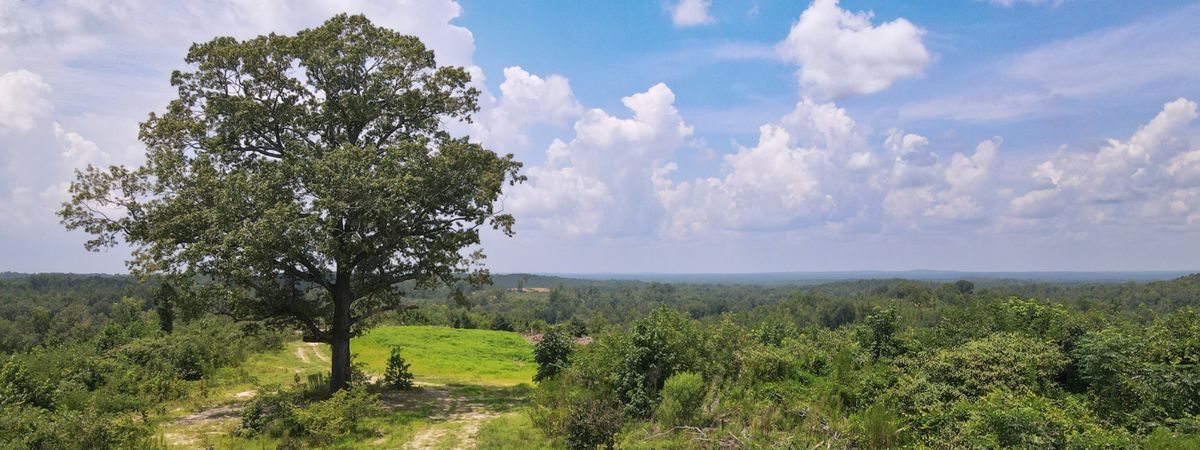 large tree overlooking Georgia timberland