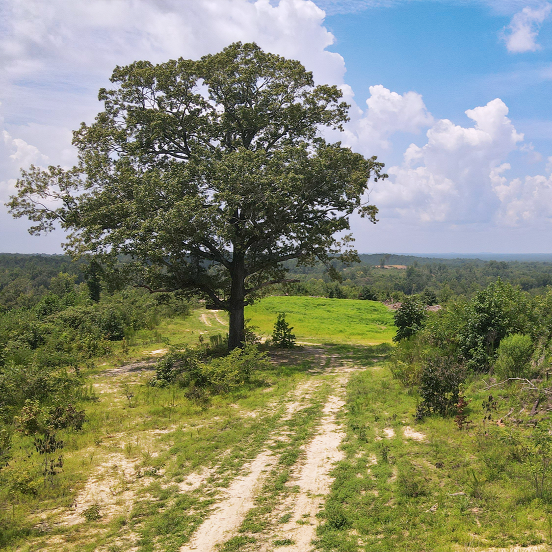 Positioning Large Tracts in the Georgia Land Market