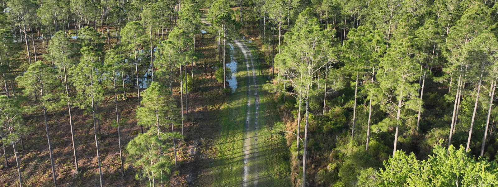 conservation land with trees