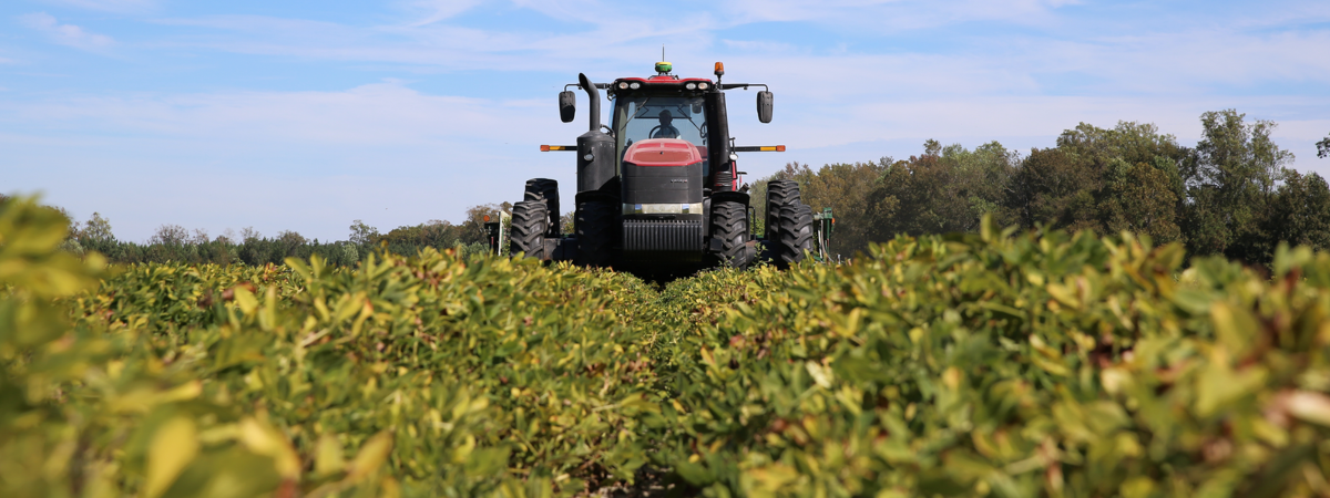 tractor harvesting peanuts