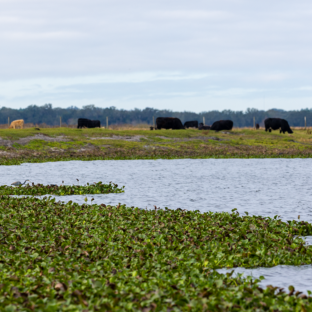 Florida Conservation Easement Programs: What $425 Million in New Funding Means for Landowners