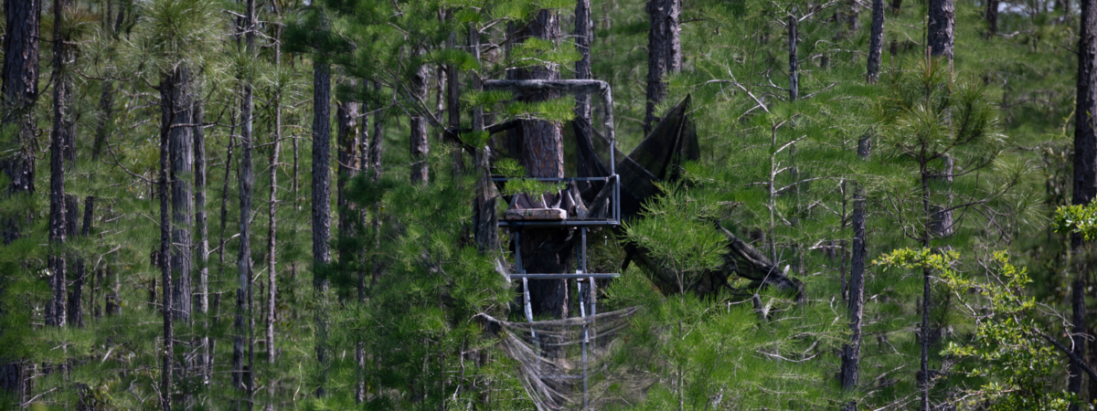 hunting stand hidden in a forest