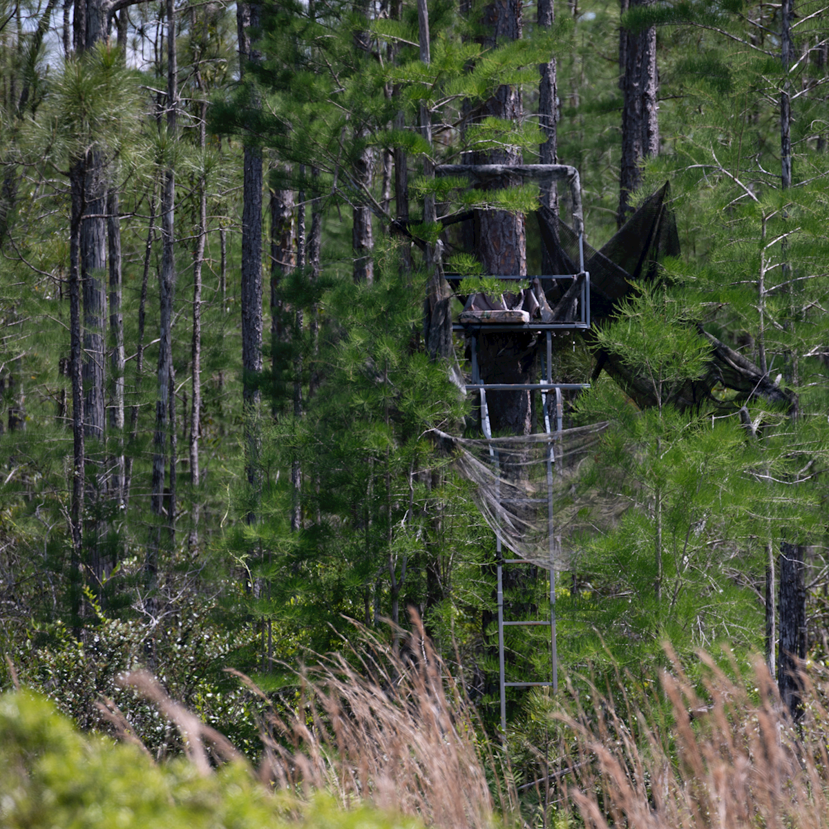 Managing Timber for Recreational Value & A Changing Pulpwood Market