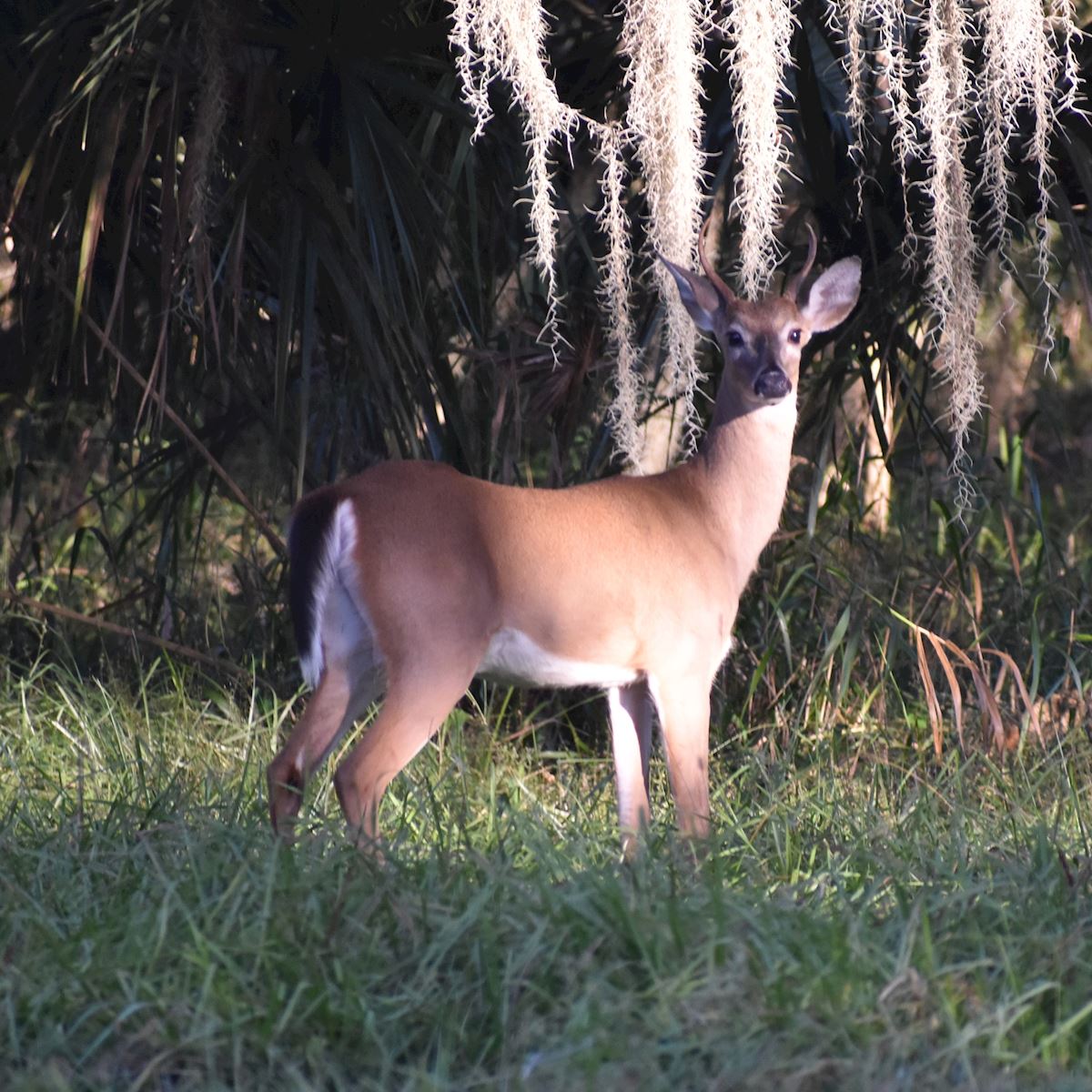 6 Considerations for Hunting Leases in Florida