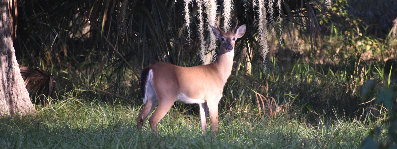 deer grazing on florida hunting lease