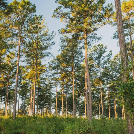 SVN | SRD's Dean Saunders Secures $45M in Conservation of Florida's Rural Land